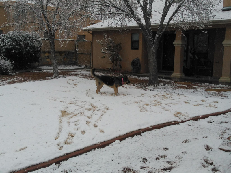 Illustration for article titled Doggo votes for snow.